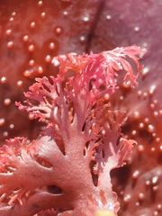 Callophyllis flabellulata