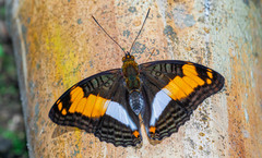 Adelpha erotia