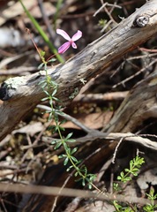 Tetratheca bauerifolia