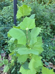 Platanus × hispanica