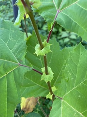 Platanus × hispanica