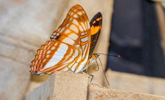 Adelpha erotia