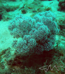 Dendronephthya australis