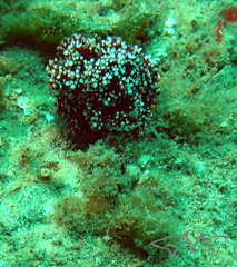 Dendronephthya australis