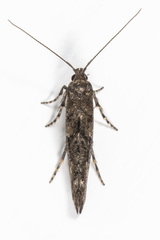 Epermenia albapunctella
