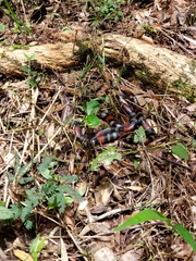 Micrurus altirostris