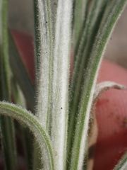 Pseudognaphalium leucocephalum