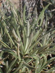 Pseudognaphalium leucocephalum