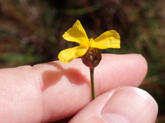 Xyris stenotera