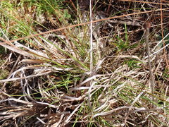 Xyris stenotera