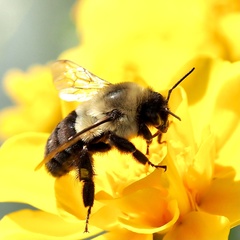 Bombus impatiens image