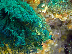 Bugulidae
