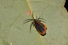 Xylobanus coenosus