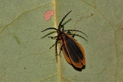 Xylobanus coenosus