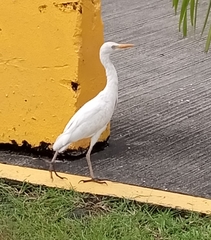 Bubulcus ibis