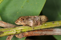 Cephisus siccifolius