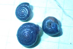 Vespericola sierranus