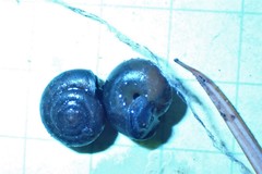 Vespericola sierranus