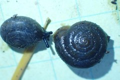 Vespericola sierranus