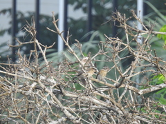 Pheucticus ludovicianus