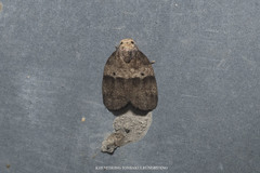 Eugoa bipuncta