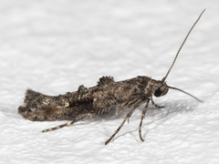Epermenia albapunctella