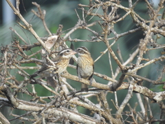 Pheucticus ludovicianus