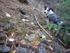 Vespericola sierranus