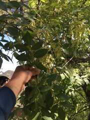 Fraxinus papillosa