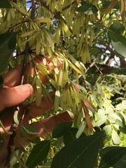 Fraxinus papillosa