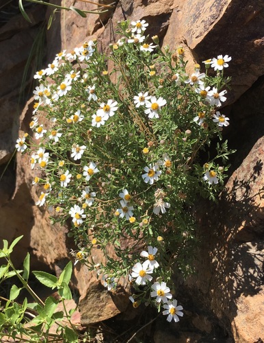 Image of Galinsogeopsis coronopifolia by (c) Adam J. Searcy, some rights reserved (CC BY)