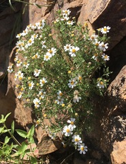 Perityle coronopifolia