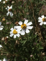 Perityle coronopifolia