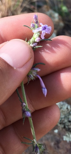 Image of Ipomopsis macombii by (c) Adam J. Searcy, some rights reserved (CC BY)