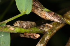 Cephisus siccifolius