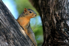 Sciurus niger subauratus