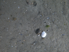 Retrotapes exalbidus