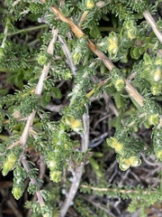 Aspalathus linguiloba