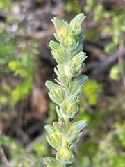 Aspalathus linguiloba