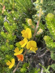 Aspalathus linguiloba