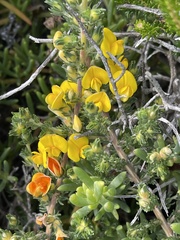 Aspalathus linguiloba