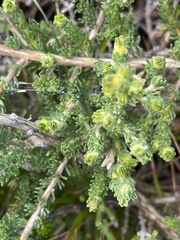 Aspalathus linguiloba
