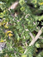 Aspalathus linguiloba