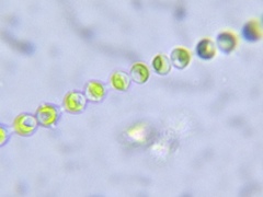 Radiofilum