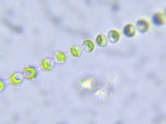 Radiofilum