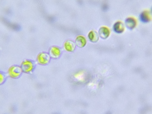 Radiofilum