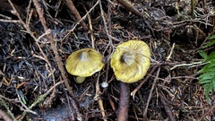 Tricholoma