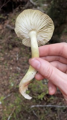 Tricholoma
