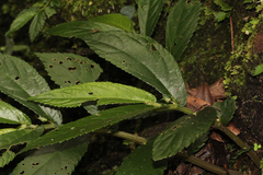 Elatostema reticulatum
