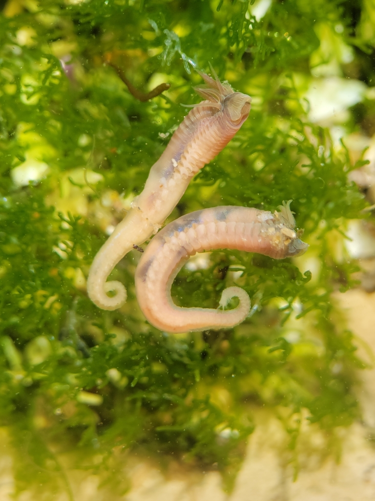 Phyllocomus hiltoni
